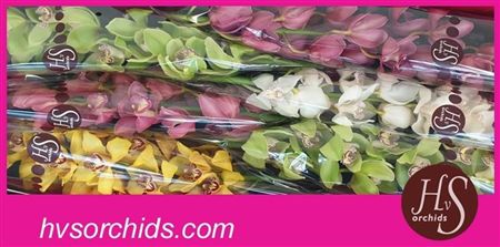 Cymbidium Mix Hvsorchids