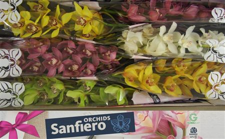 Cymbidium Mix Sanfiero