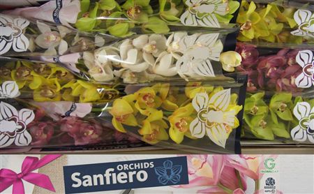 Cymbidium Mix Sanfiero