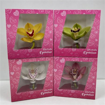 Cymbidium Packed Per Flower Tv