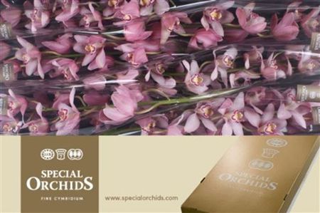 Cymbidium Pink Cocktail