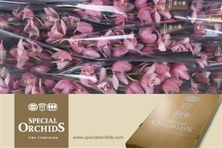 Cymbidium Pink Cocktail Special Orchids