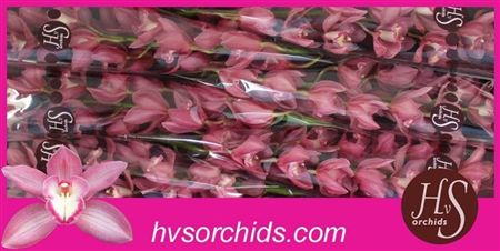 Cymbidium Pink Gerry