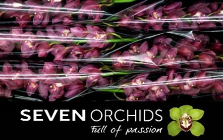 Cymbidium Pink Gerry Seven Orchids