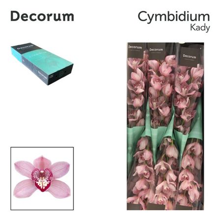 Cymbidium Pink Kady Decorum
