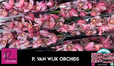 Cymbidium Pink Mystery Blossom P.van