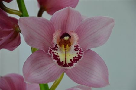 Cymbidium Pink Mystery Blossom P.van