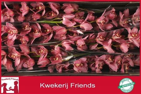 Cymbidium Pink Pin-up Kwekerij