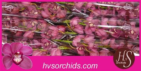 Cymbidium Red Dream Hvorchids