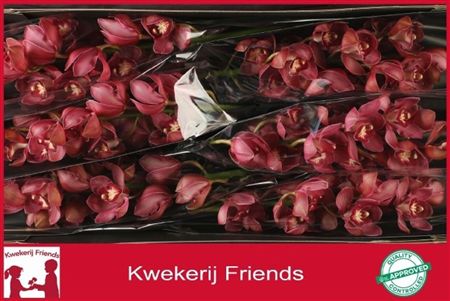 Cymbidium Red Dream Kwekereij