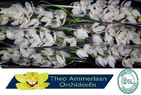 Cymbidium White Hms White Sensation