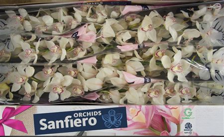Cymbidium White Mrs Sugar Lee Sanfiero