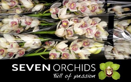 Cymbidium White Time Out