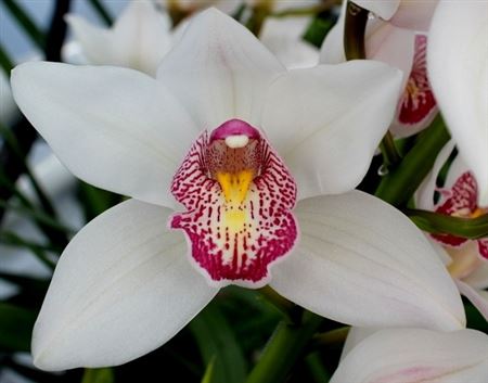 Cymbidium White Time Out Seven Orchids