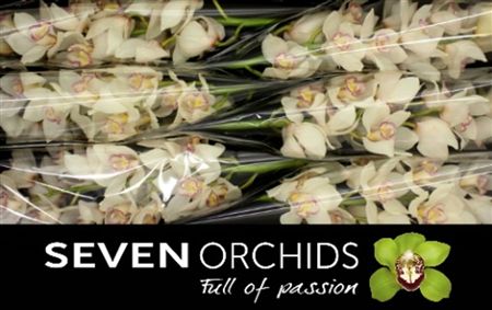 Cymbidium White Tony