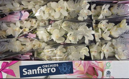 Cymbidium White Winterbird Sanfiero