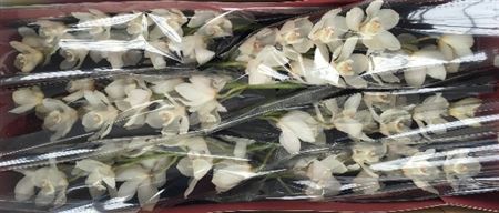 Cymbidium White Winterbird Sanfiero