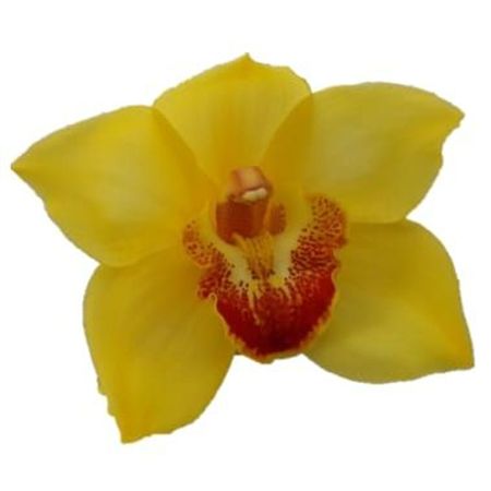 Cymbidium Yellow Golden Fleece