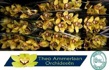Cymbidium Yellow La Vie Stella Theo