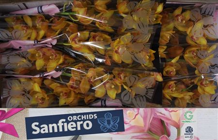 Cymbidium Yellow River Esther