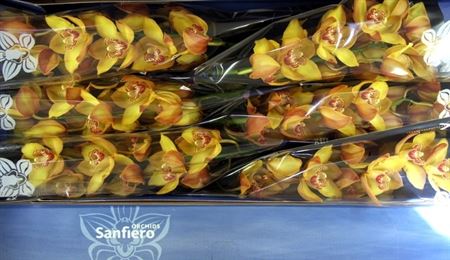 Cymbidium Yellow River Esther