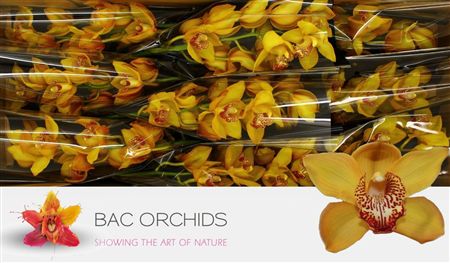 Cymbidium Yellow River Esther Adrianus