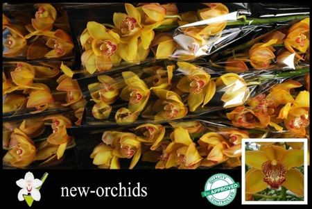 Cymbidium Yellow River Esther Frank