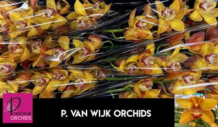Cymbidium Yellow River Esther P.van
