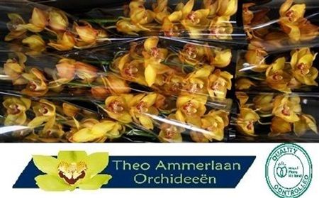 Cymbidium Yellow River Esther Theo