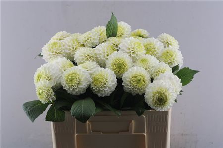 Dahlia Caro
