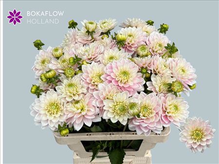 Dahlia Pink Delight