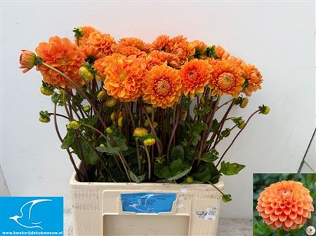 Dahlia Sylvia