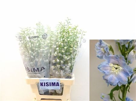 Delphinium Do Magic Fountains Skybl