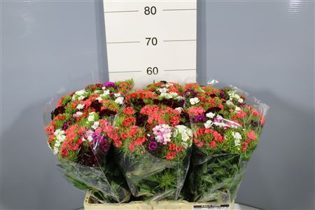 Di Barb Sweet Mix In Bunch