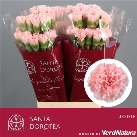Garofano Doncel