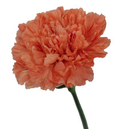 Garofano Ec Hermes Orange