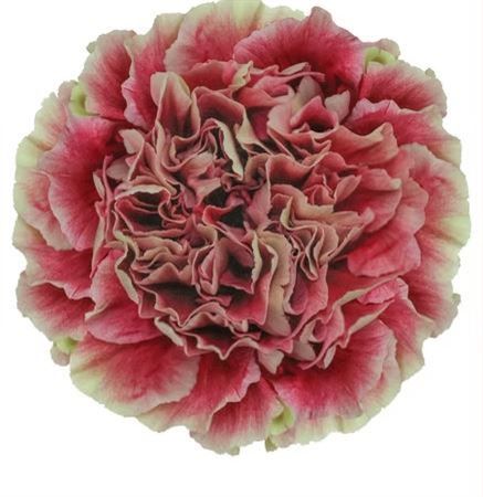 Garofano Ec Merletto Crimson