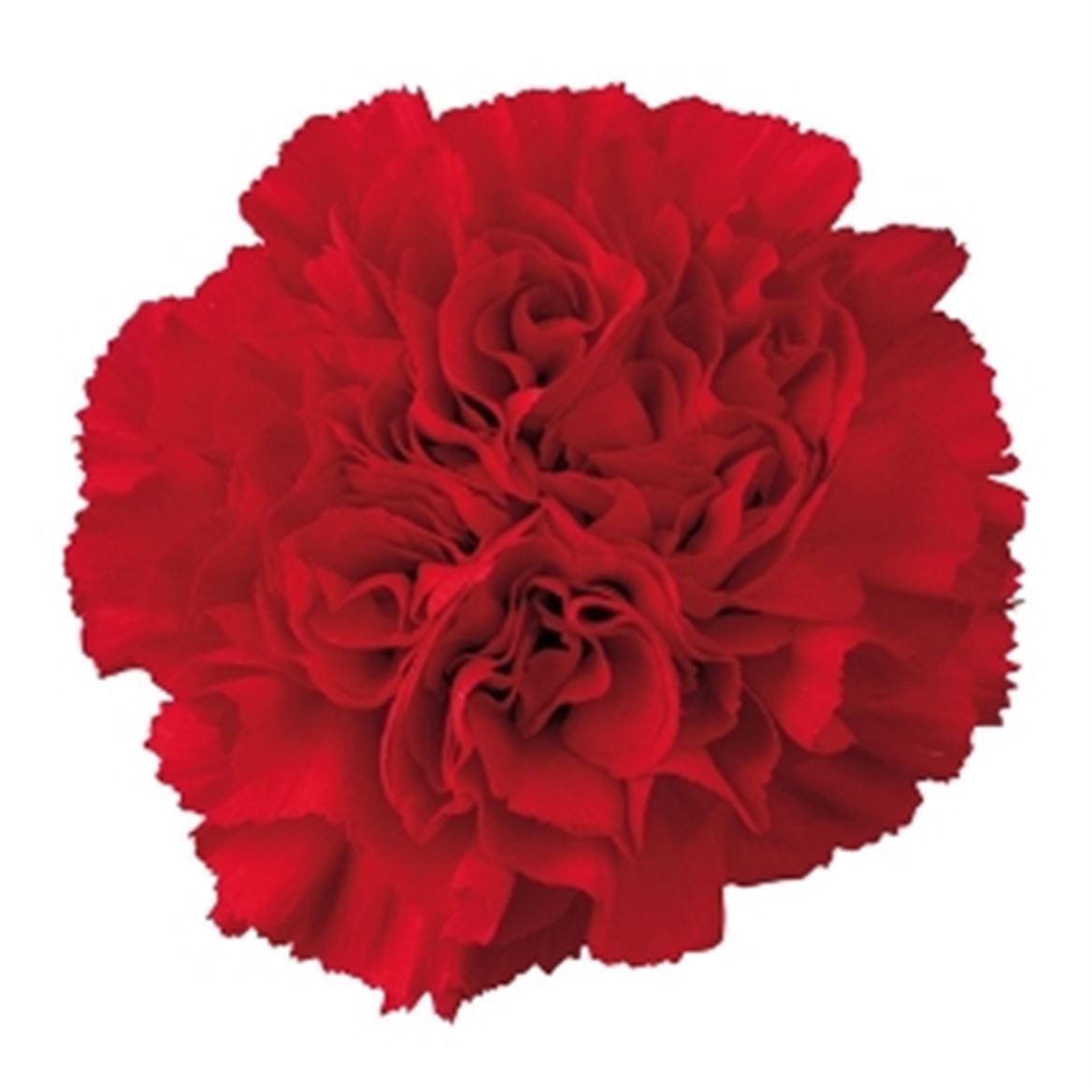 Garofano Ec Red