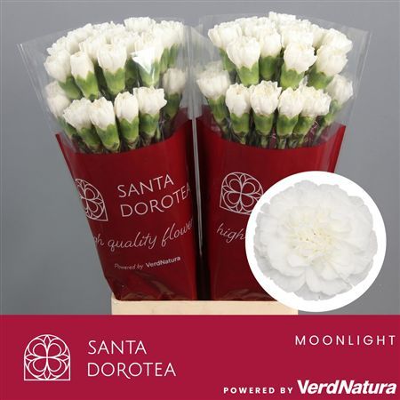 Garofano Moonlight