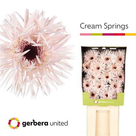 Gerbera Diamond Cream Springs