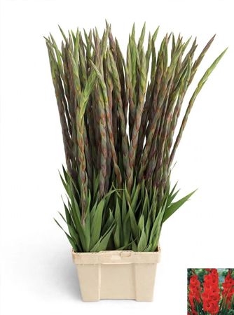 Gladiolus La Chinon