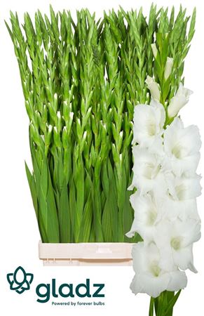 Gladiolus La Nova Zembla