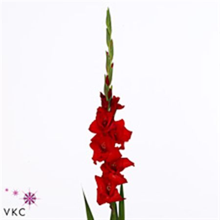 Gladiolus La Red Balance