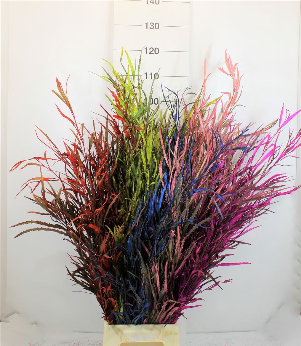 Grevillea Painted Mix (+)