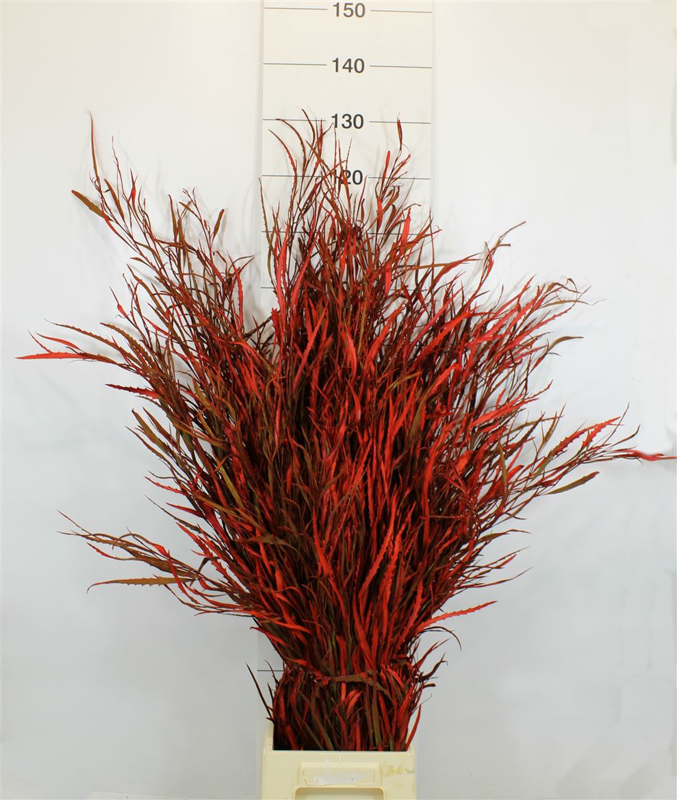 Grevillea Painted Red 1,5kg (+)