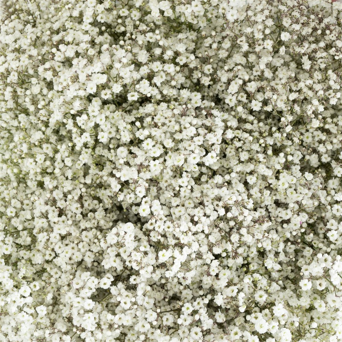Gypsophila Million Stars 1000gr Flodecol