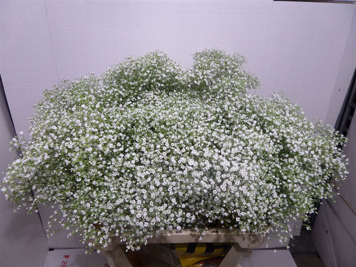Gypsophila Million Stars 1000gr Flodecol