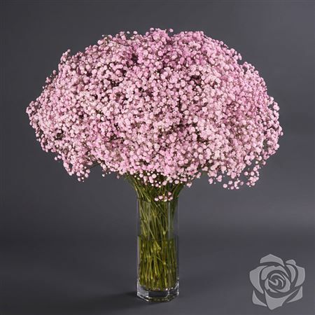 Gypsophila Xlence Baby Pink 1000gr Florsani