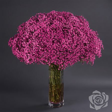 Gypsophila Xlence Cerise 1000gr Florsani