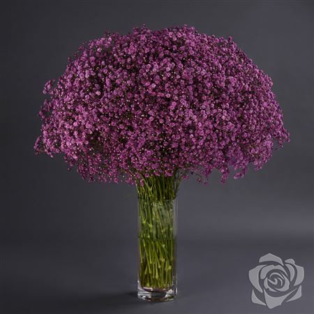 Gypsophila Xlence Plum 1000gr Florsani